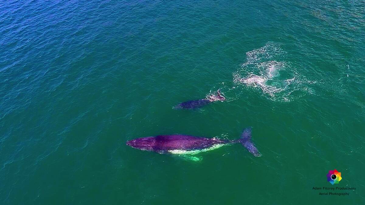 It's a family affair off the coast of Forster Tuncurry at the moment. Photo courtesy of Adam Fitzroy @adam.fitzroy.productions