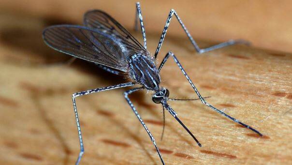 The mosquitoes have been fierce around the Great Lakes in recent weeks.