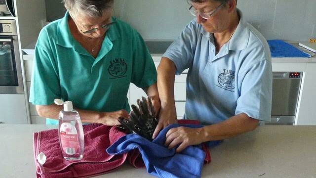Wauchope-based FAWNA rescuers Jane Duxberry (left) and Susanne Scheuter (right) apply baby oil to the kookaburra's feathers in an effort to remove the adhesive.