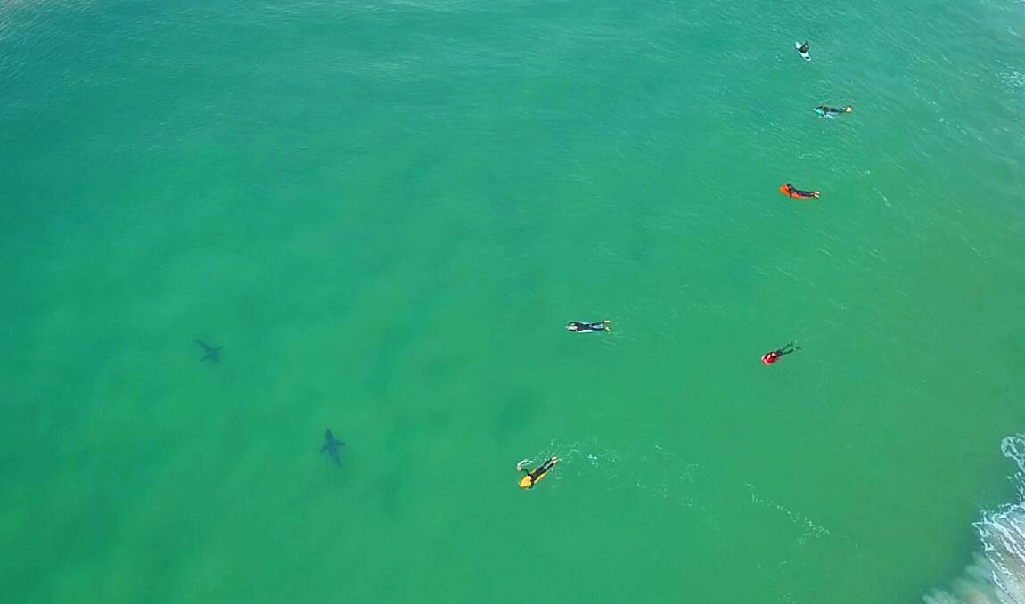 Surfers at Nine Mile Beach paddle about unwittingly while two great white sharks swim within their midst. Photo Adam Fitzroy