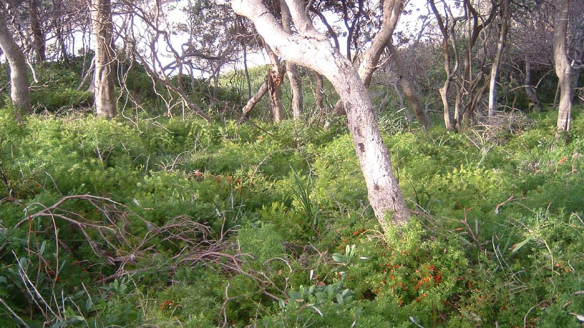 An example of ground asparagus that has run rife in a coastal vegetation area. 