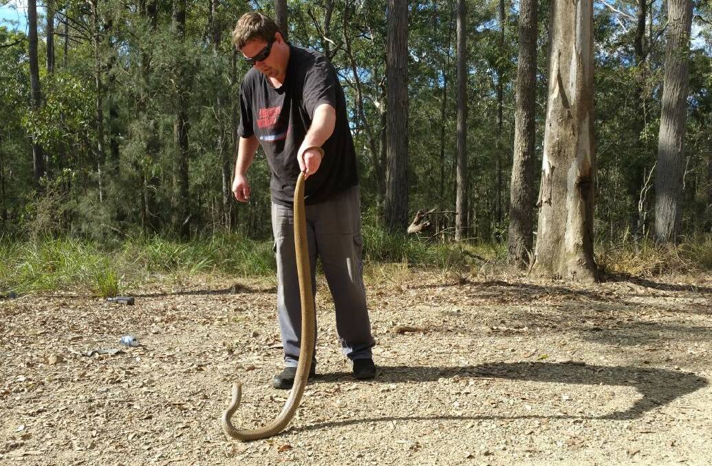 Taree-based snake-catcher Brenton Asquith with an eastern brown snake.