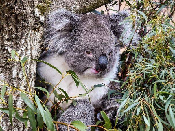 I Spy Koala will allow members of the public to record when they see koalas in the wild.
