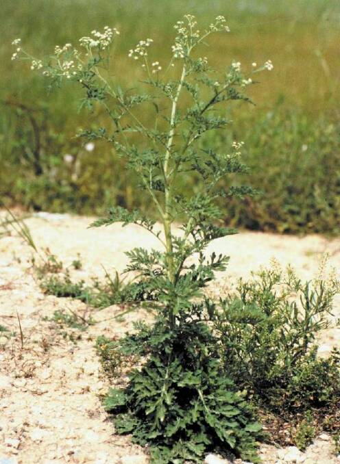 Parthenium weed competes with crop seedlings, leading to a reduction in crop yields. Photo: NSW Weed Wise