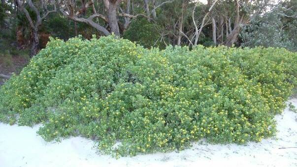 A bitou bush infestation at Elizabeth Beach.