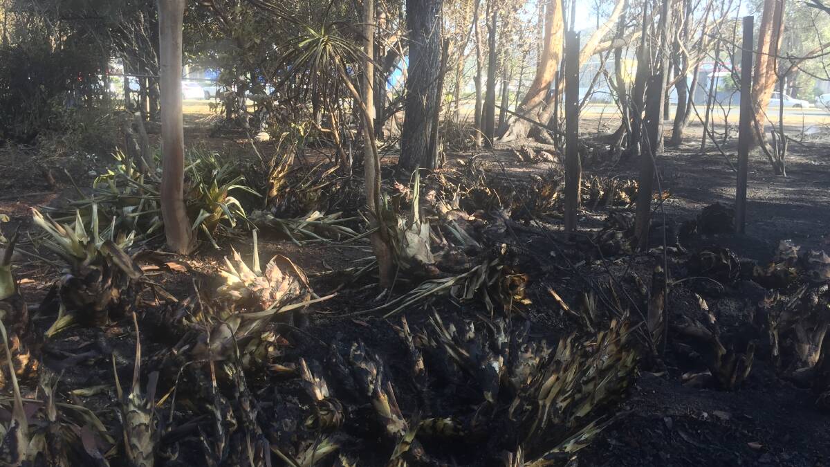 A residential garden on Breese Parade was left scorched by Thursday's fires.