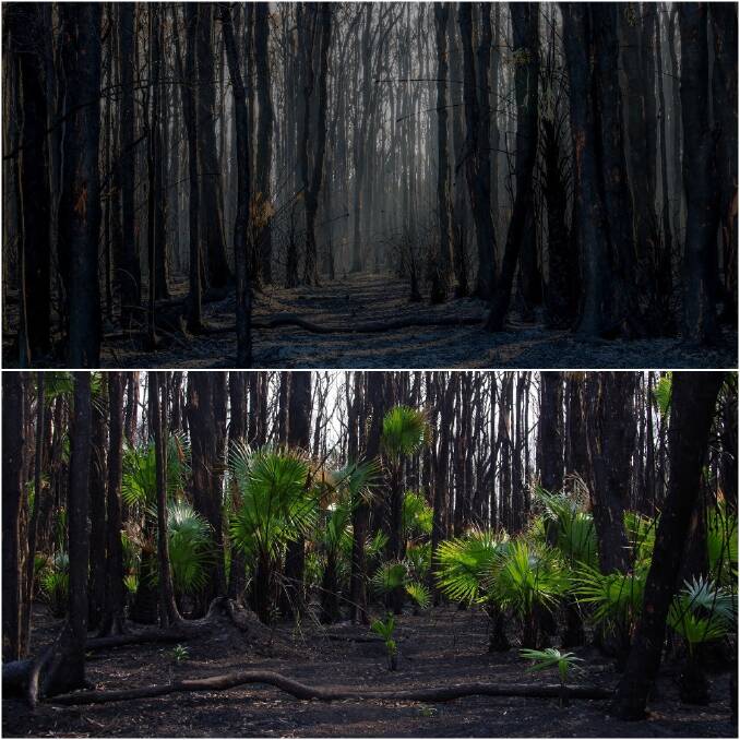 Taken two months apart, Beverley Roberts' photos show how vegetation at the fire ground near The Southern Parkway has been bouncing back. 