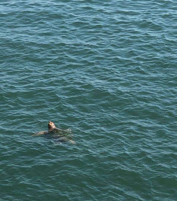 Sea turtle snapped from Forster Tuncurry bridge on Australia Day. (Photo: Mike Downey)