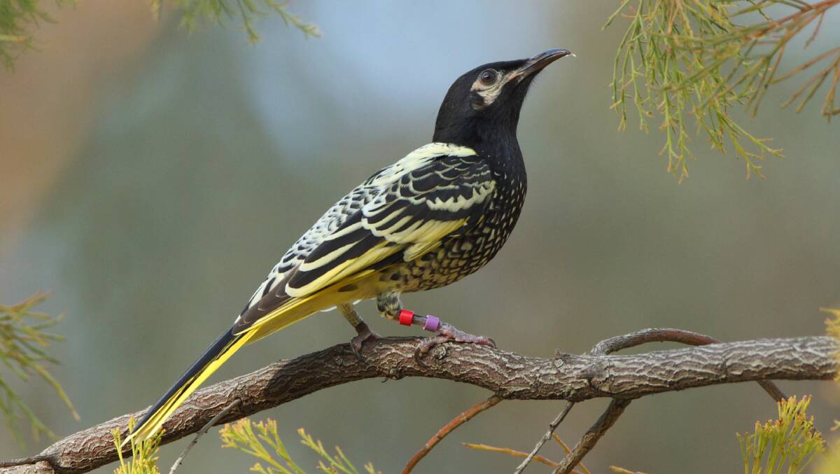The critically endangered regent honeyeater could be severely impacted by the loss of feeding grounds on the Mid North Coast due to bushfires. Photo courtesy of Dean Ingwersen/BirdLife Australia.