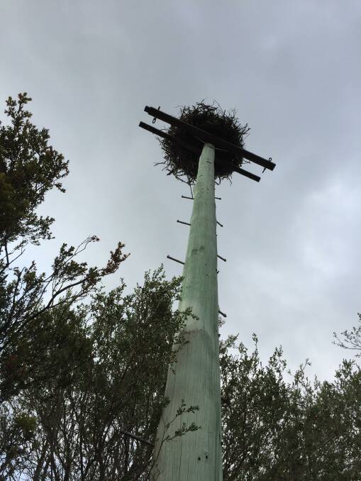 The Osprey nest at Green Point is still in tact after the Booti Booti National Park fire.