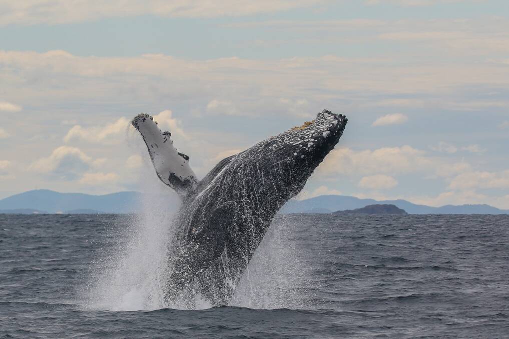The Marine Parks Association believes the ecological diversity of the area makes it a perfect candidate for World Heritage listing. (Photo supplied by Marine Parks Association)