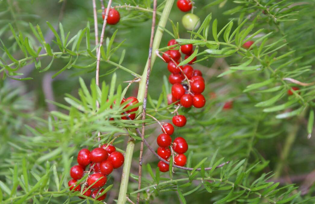 An example of the bright red berries that grow on ground asparagus.