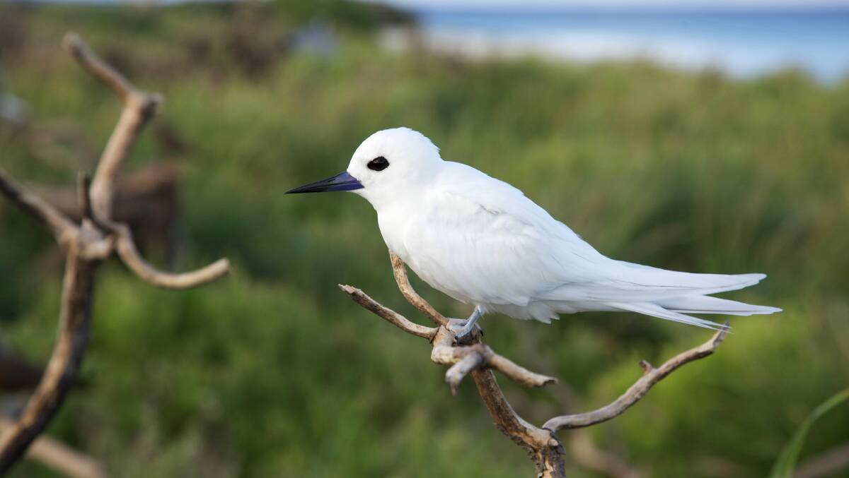 An exhausted White Tern was found in a driveway at Forster over the weekend.