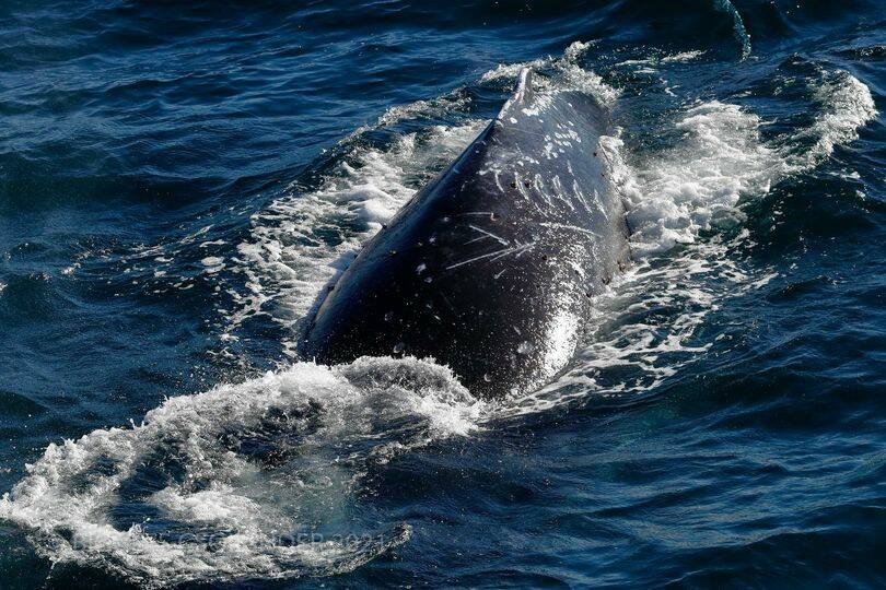The whale with old boat strike injuries off Sydney is heading north.Photograph credit: Biggles Csolander OzWhaleWatching.