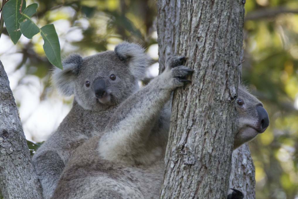 Strategy: The Caring for our Koalas and our Environment Conference will be held over two days from June 7-8 at Sails Resort.