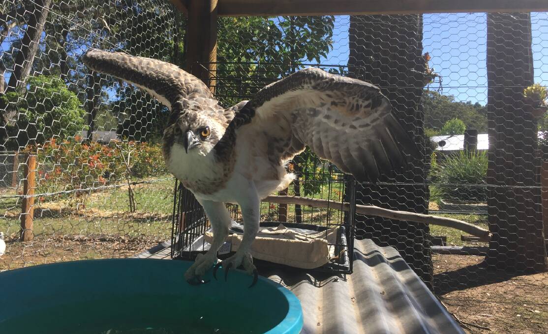 Wanda tries to shake a tail feather during her specialised rehabilitation. 