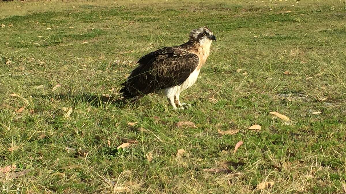 Wanda the Osprey soon after her fall from the nest on Wallis St, Forster.