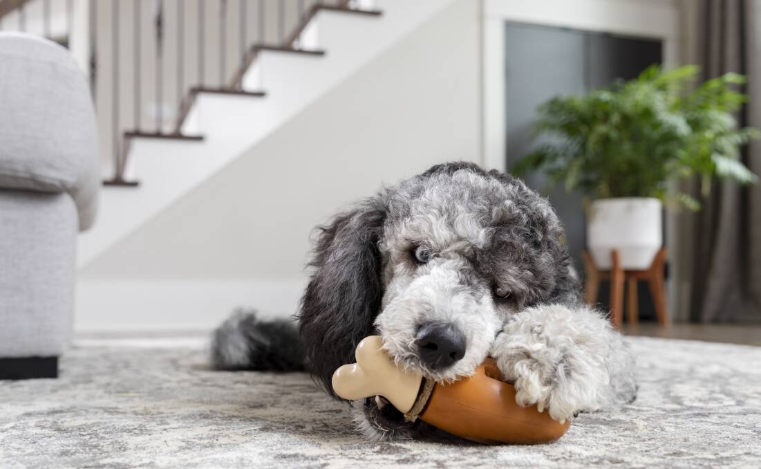 Well-designed enrichment toys like PetSafe's Chompin Chicken are crucial for a dog's health and happiness. Picture supplied