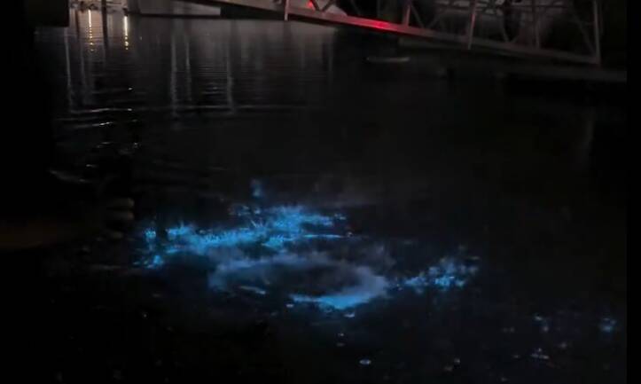 Bioluminescence at the Port Macquarie Marina on January 1. Picture by Tania Williams 