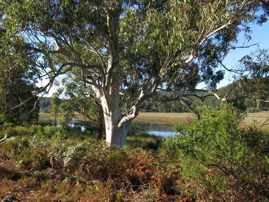 The Bulahdelah Plain Wetland Walk will be an opportunity to see an area not usually accessible to the public.