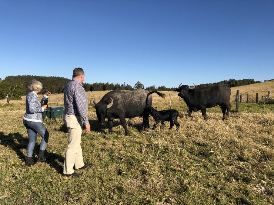  Elena Swegen introduces Stephen Bromhead to some water buffalo at Burraduc.Buffalo Farm