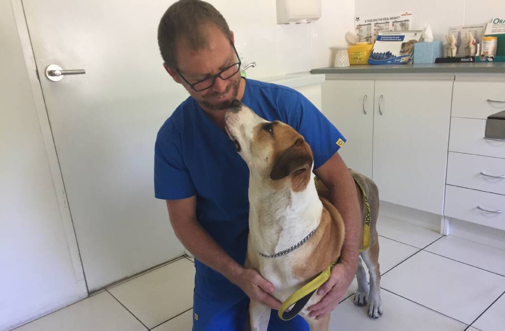 Dr Rob McMahon is passionate about helping dogs like Jerry, who is available for adoption and looking for a loving home.