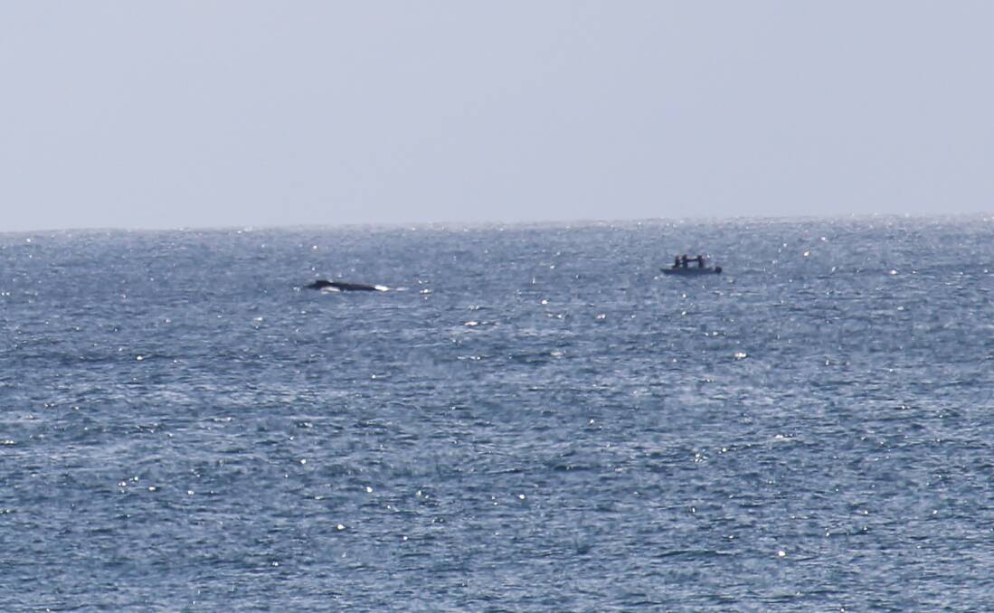 Onlookers could do nothing but watch as a hump back whale stalked a three fishermen in their small fishing boat in Forster on Sunday morning. Photo credit Mark Jensen