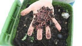 Learn about compost in a free workshop in Forster