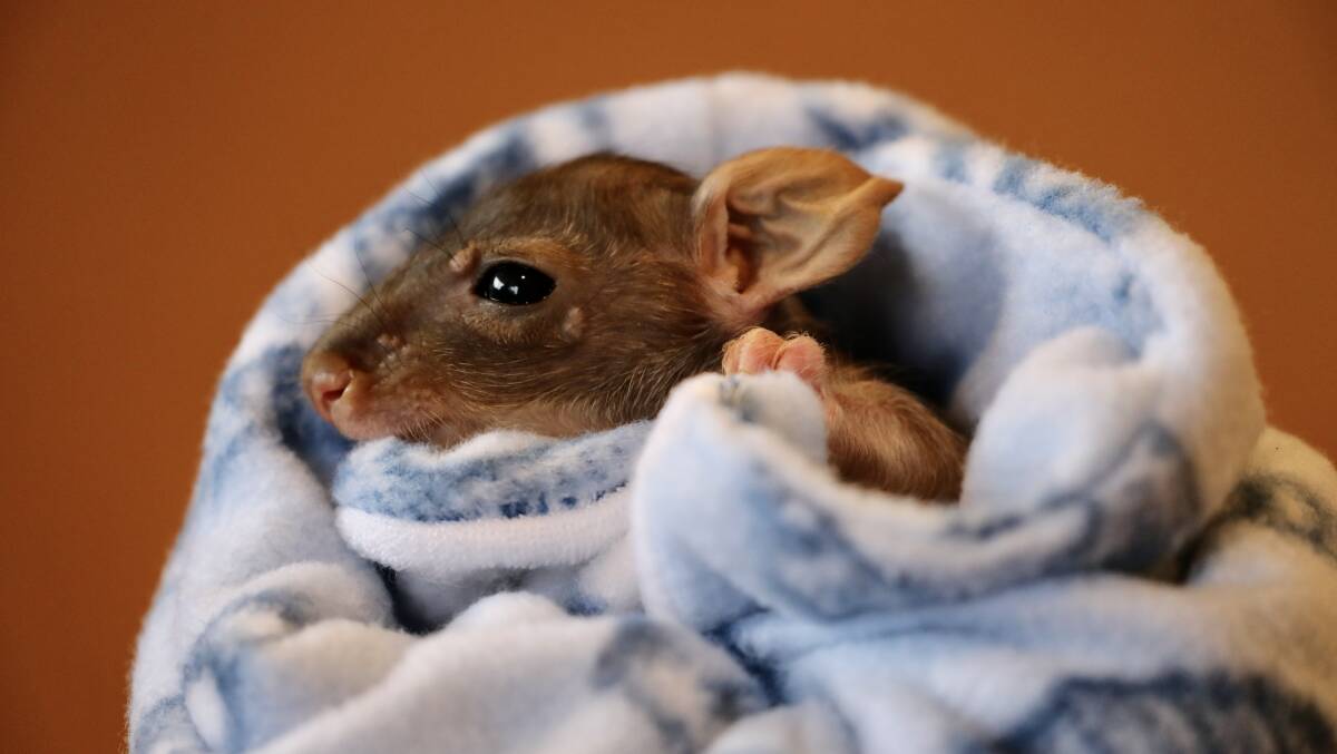 Stanley the orphaned rufous bettong joey. Photo: Aussie Ark