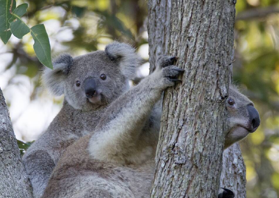 Boost for local koalas with bushfire recovery funding