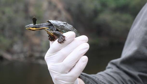 The first wild juvenile Manning River helmeted turtle to join Aussie Ark's insurance population. Photo courtesy Aussie Ark