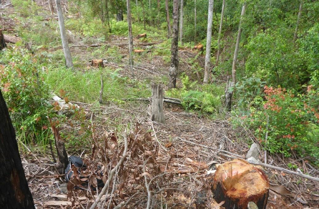 Illegal removing of trees in a riparian zone in Coopernook State Forest. Picture EPA.