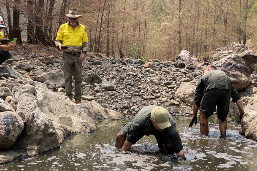 Tim Faulkner and Dan Rumsey searching for Manning River turtles in a muddy pool in the Barnard River. Photo courtesy Aussie Ark