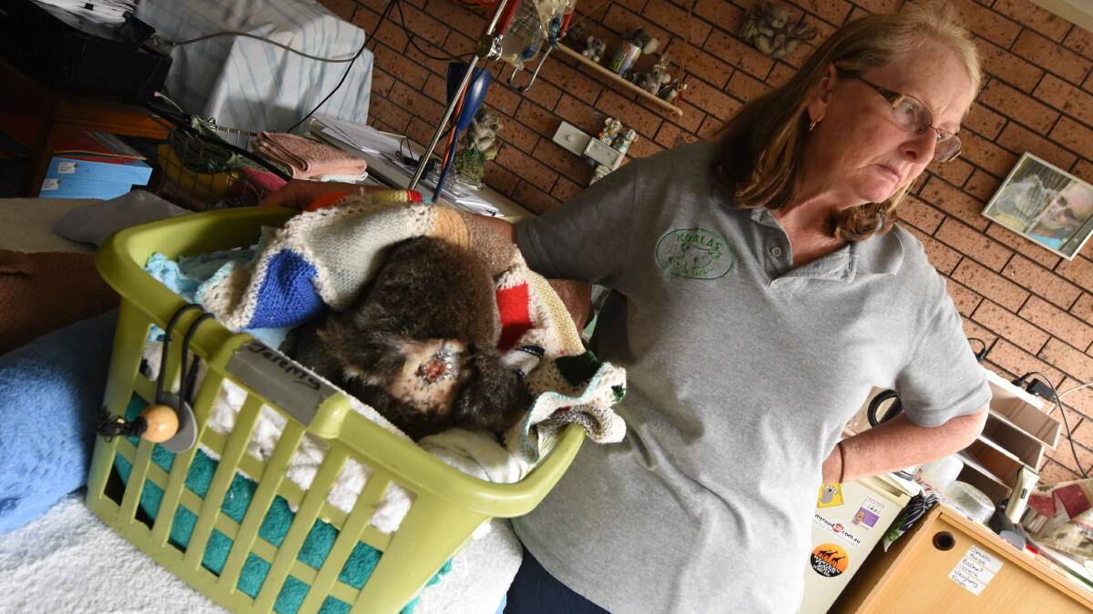 Dog attack victim Jeremy sleeping in his basket (nose snuggled in), watched over by Christeen McLeod of Koalas in Care. Photo: Scott Calvin