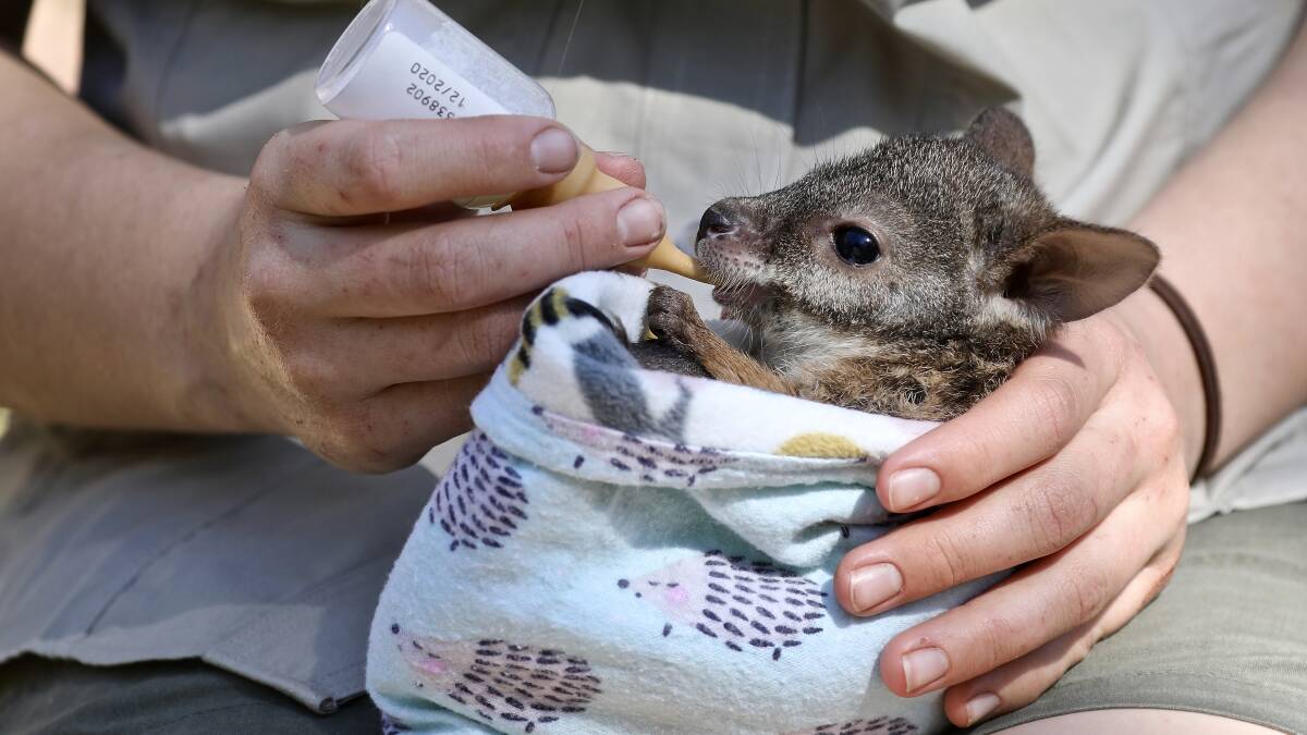 Name an orphaned parma wallaby joey and win a rare encounter