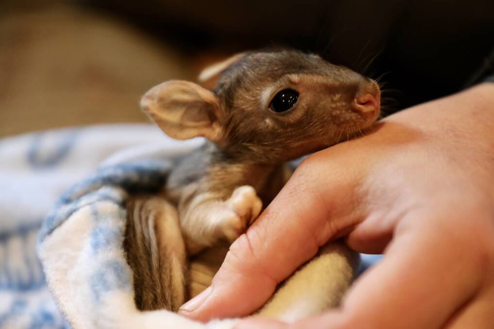Lucky find: This rufous bettong joey was found freezing on the ground but is now safe and warm and cared for by rangers at Aussie Ark. Photo: Aussie Ark