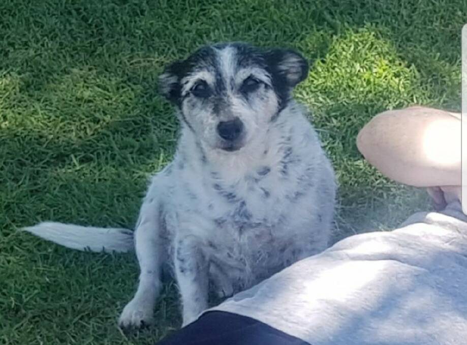 Rookie was last seen on Kookaburra Drive off Old Bar Road near the Pacific Highway roundabout on Friday night, January 11. 