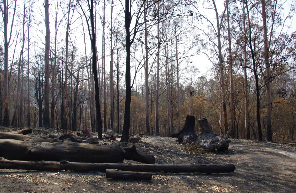 The bushfire recovery webinar will explore what role Landcare has in helping the environment recover.