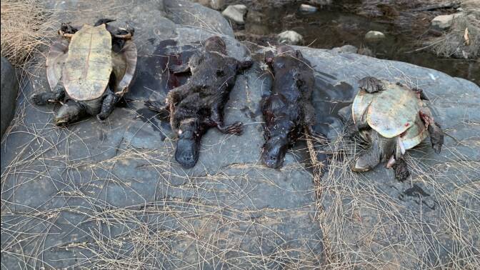 Dead and injured platypus estimated to be in the thousands