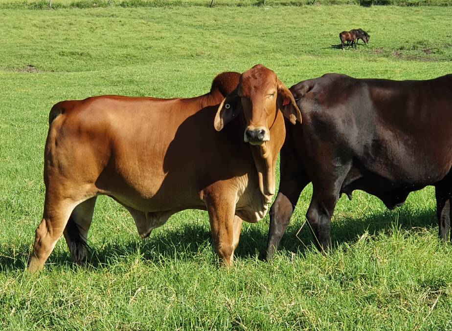 Rodney's Brahman cattle herd is thriving. Photo supplied