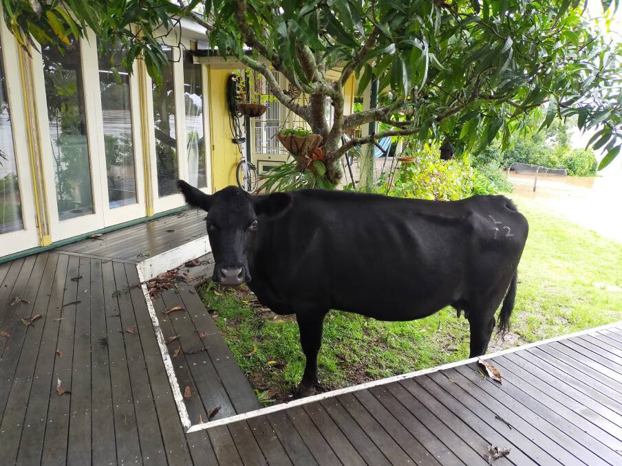 A heifer in the backyard of Clare Rourke at Tinonee where she saved the cow from the water. Photo: Clare Rourke