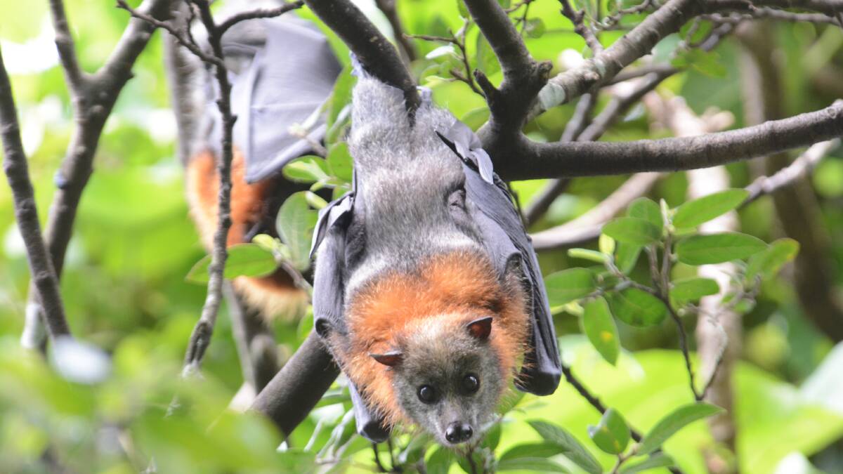Grey-headed flying foxes roosting in Wingham Brush. Funding will not be applicable for the Brush as it is managed by the National Parks and Wildlife Service, not council.