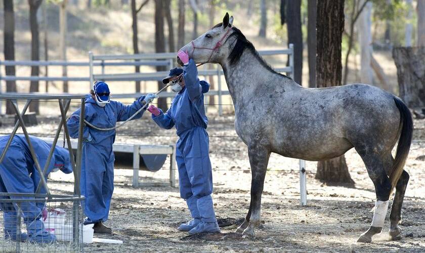 A recent outbreak of hendra virus in the Hunter Valley had horse owners on alert. Photo: Hunter Local Land Services