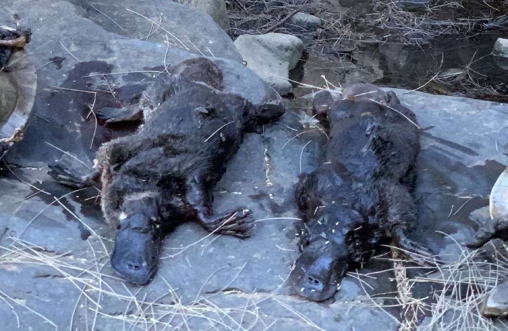 There were many observations of dead and dying platypus in the Manning River system during a recent survey, said MidCoast Council ecologist Mat Bell. Photo courtesy Aussie Ark