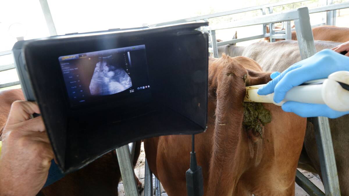The students were fascinated to actually see via ultrasound what they had been feeling. Photo: Scott Calvin