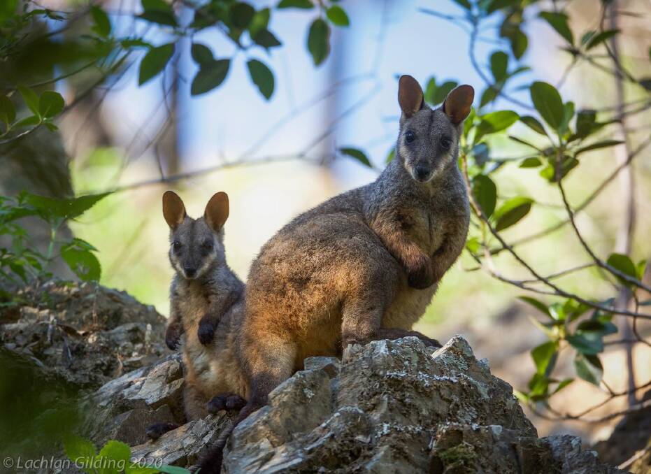 Encouraging: Endangered wallaby and joey bring hope to species in wake of devastating bushfires. Photo courtesy Aussie Ark