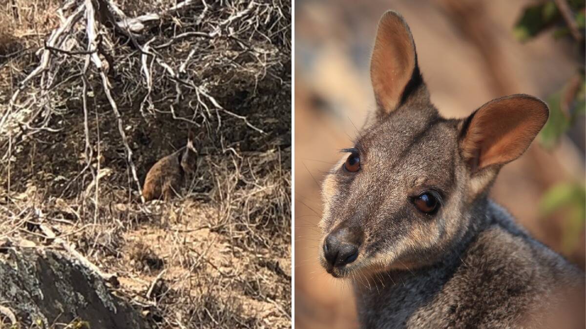 Endangered brush-tailed rock wallabies are in an extremely dire situation due to fire and drought with no food available Photos: Lachlan Gilding, Aussie Ark.