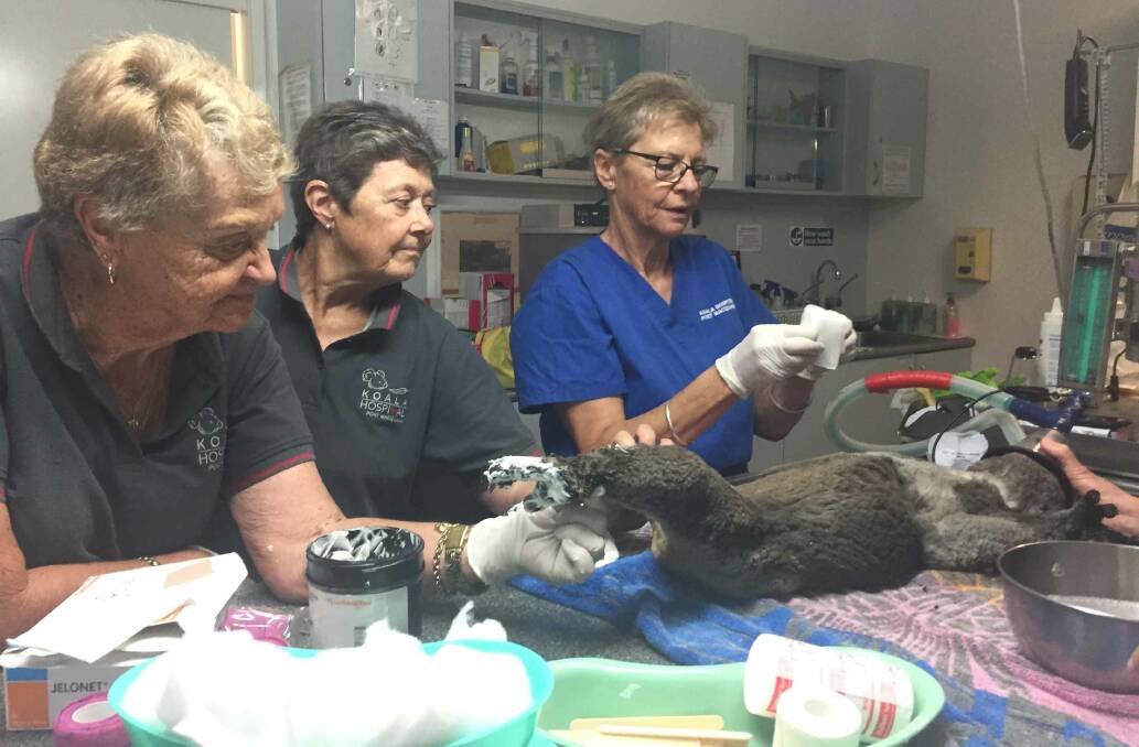 Barbara Barrett, Sue Ashton and Cheyne Flanagan treat bushfire-affected koala Lake Innes Nature Reserve Peter. Photo: Port Macquarie News
