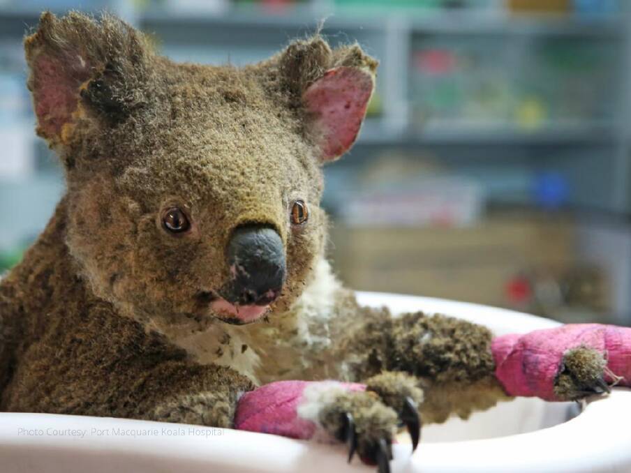 Photo from Port Macquarie Koala Hospital courtesy of Aussie Ark
