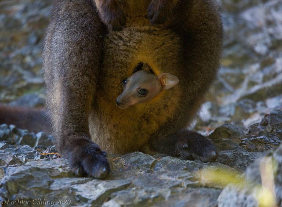Endangered wallabies bounce back from bushfire and drought